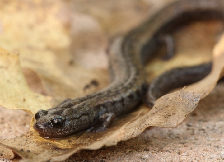 Slender Salamander